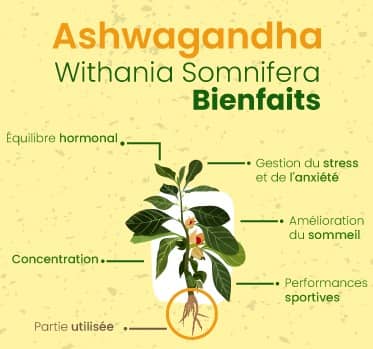 Ashwagandha-Tunisie-Magnesium-et-Vitamine-B6-pour-Energie-et-Equilibre-Naturels-4