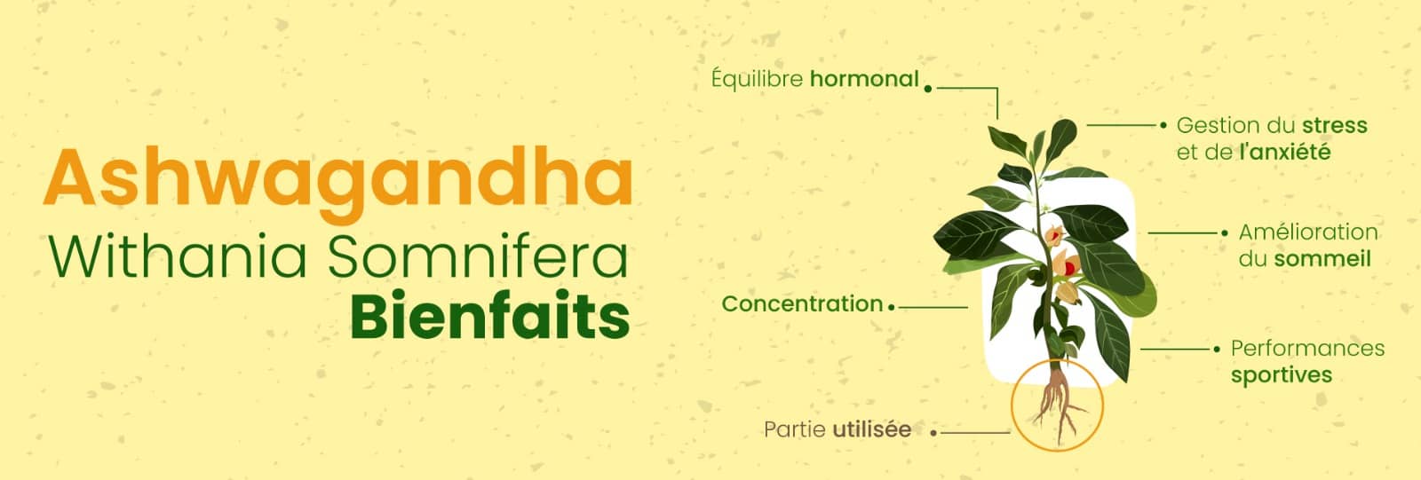 Ashwagandha-Tunisie-Magnesium-et-Vitamine-B6-pour-Energie-et-Equilibre-Naturels